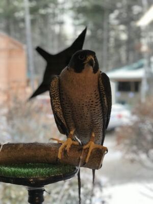 Feathered friends