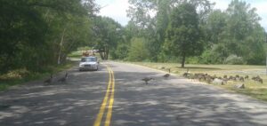geese crossing copy