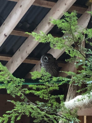 grey owl resting on a branch