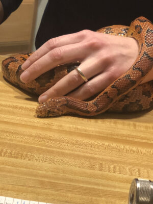 person holding a corn snake