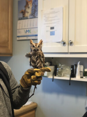 owl resting on persons hand. person is wearing a glove
