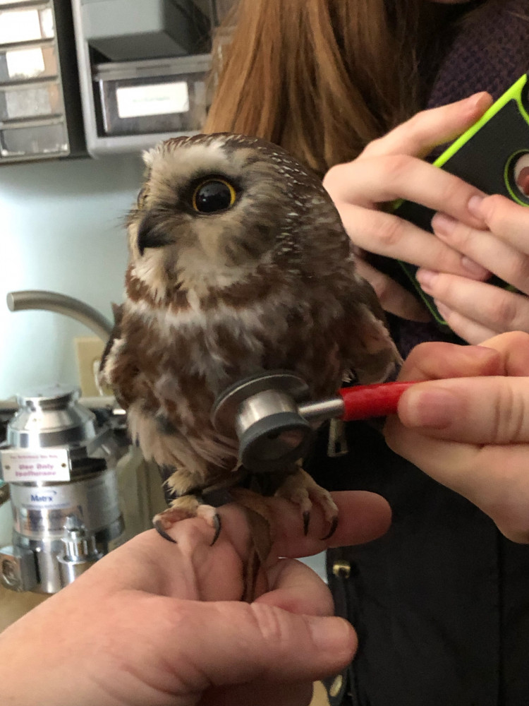 owl resting on students hand, student is taking the owls heart beat with a stethoscope