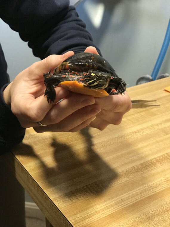 person holding a turtle with both hands over a wooden table