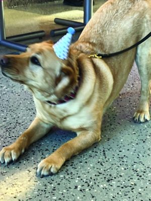 A dog crouches down on her front legs, wearing a conical party hat.