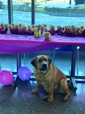 A dog sits in front of a table with balloons next to her. 