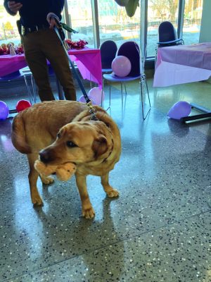 A dog plays with a chew toy.