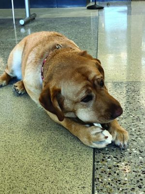 A dog lies on the floor and chews on a bone that she holds between her paws.